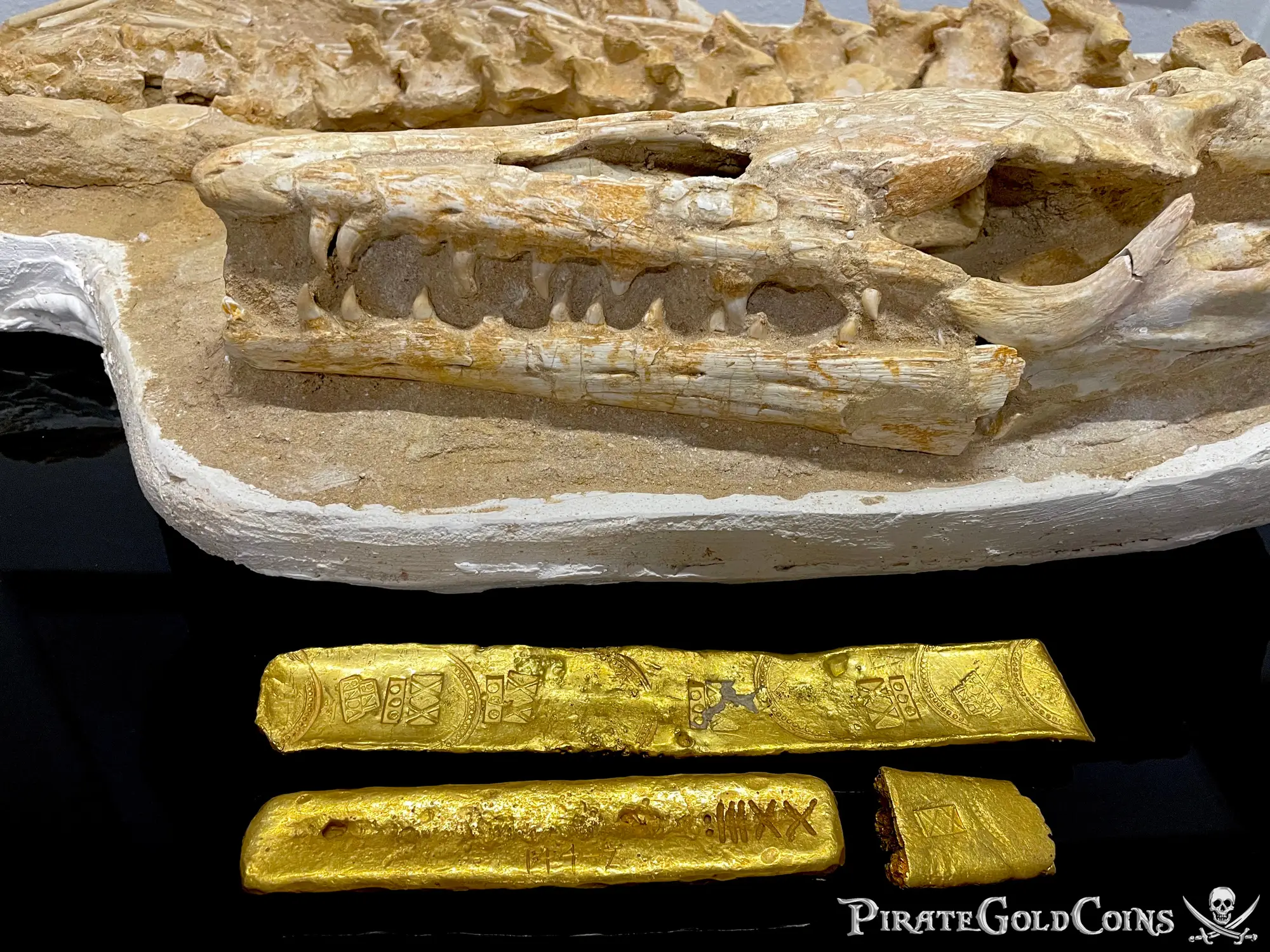 Mosasaur Matrix Dinosaur Fossil Mosasaurus Halisaurus Arambourgi 39