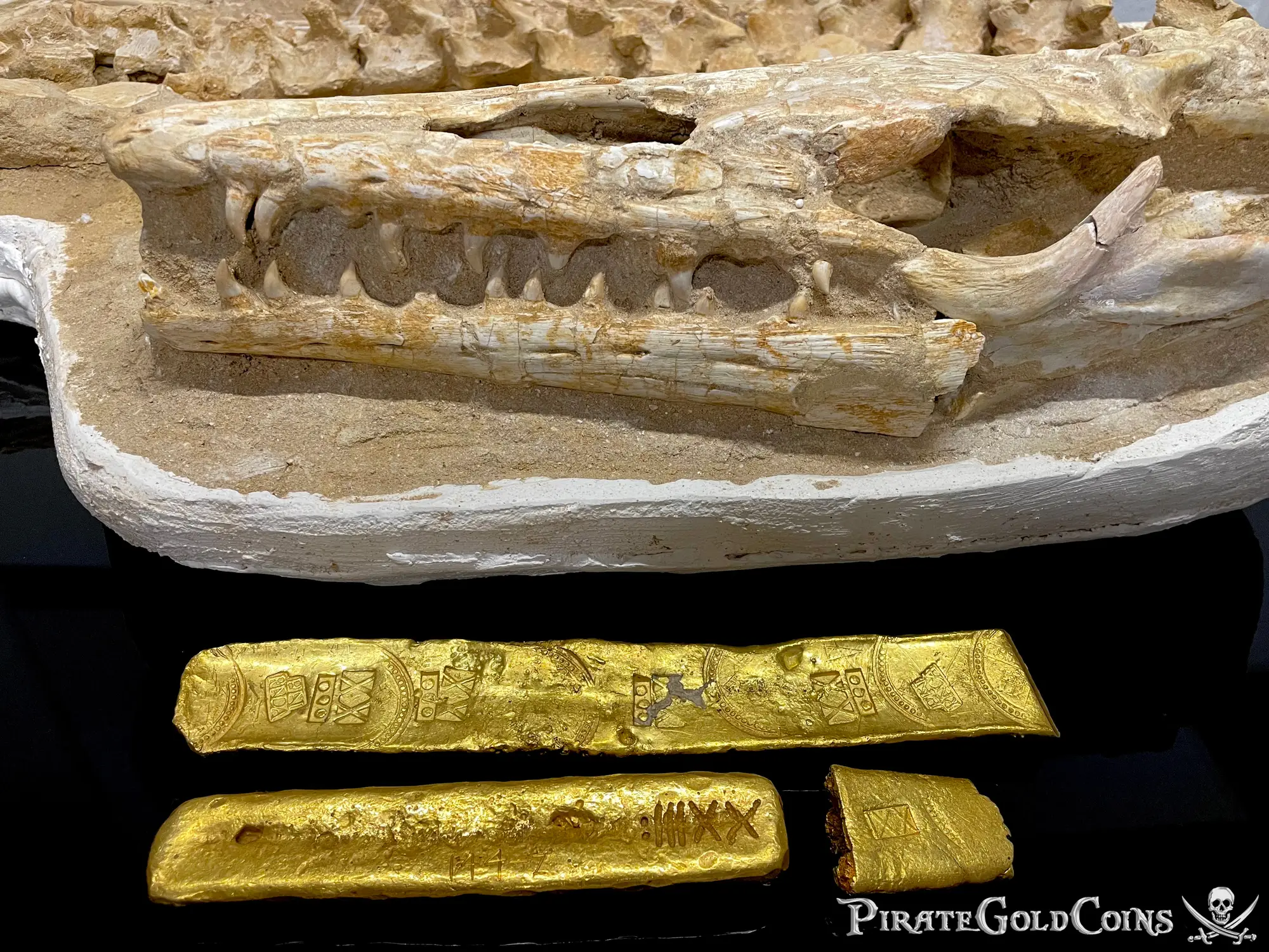 Mosasaur Matrix Dinosaur Fossil Mosasaurus Halisaurus Arambourgi 40