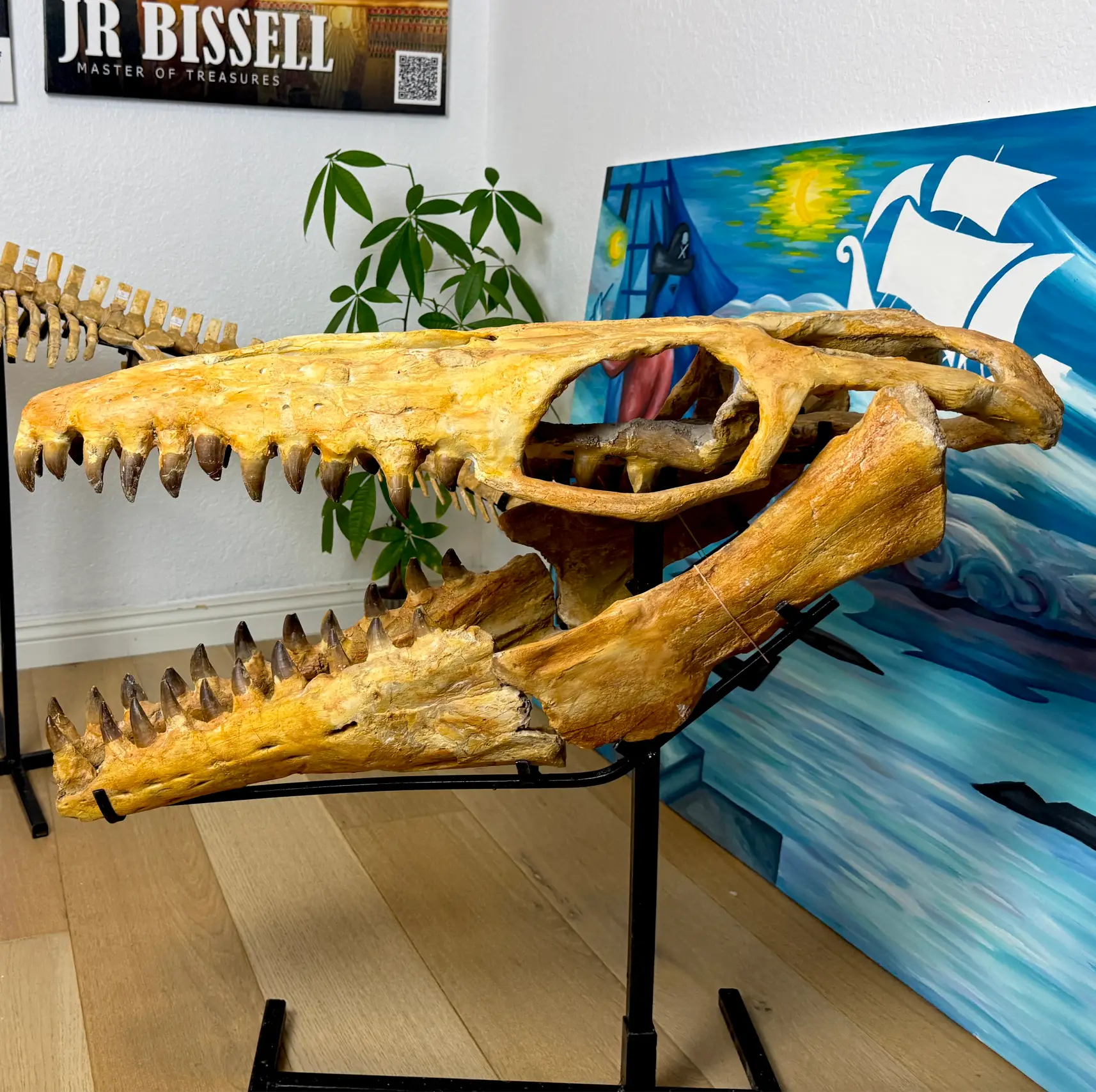 Mosasaur Skull Halisaurus Arambourgi Mosasaurus 
