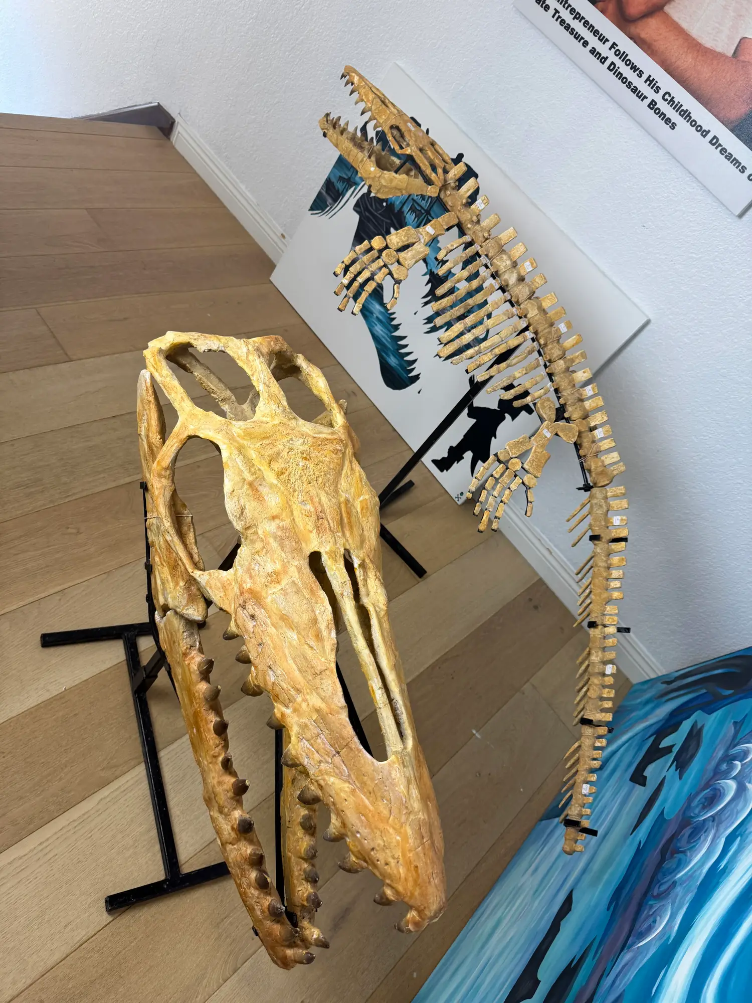 Mosasaur Skull Halisaurus Arambourgi Mosasaurus  24