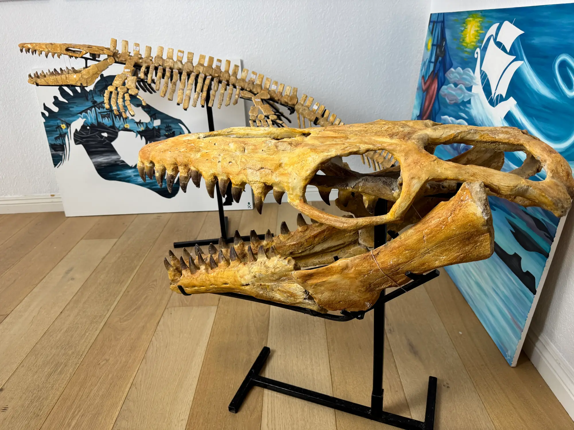 Mosasaur Skull Halisaurus Arambourgi Mosasaurus  33