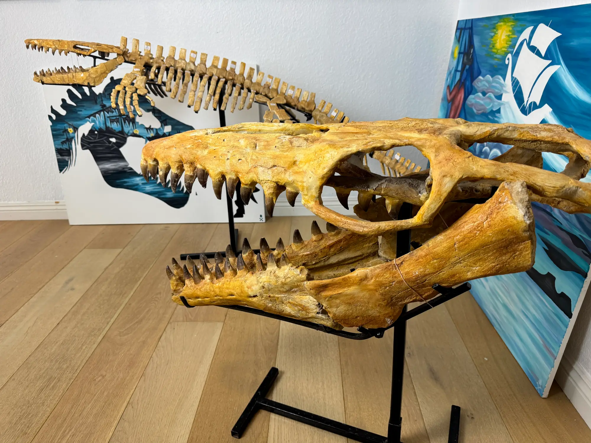 Mosasaur Skull Halisaurus Arambourgi Mosasaurus  34