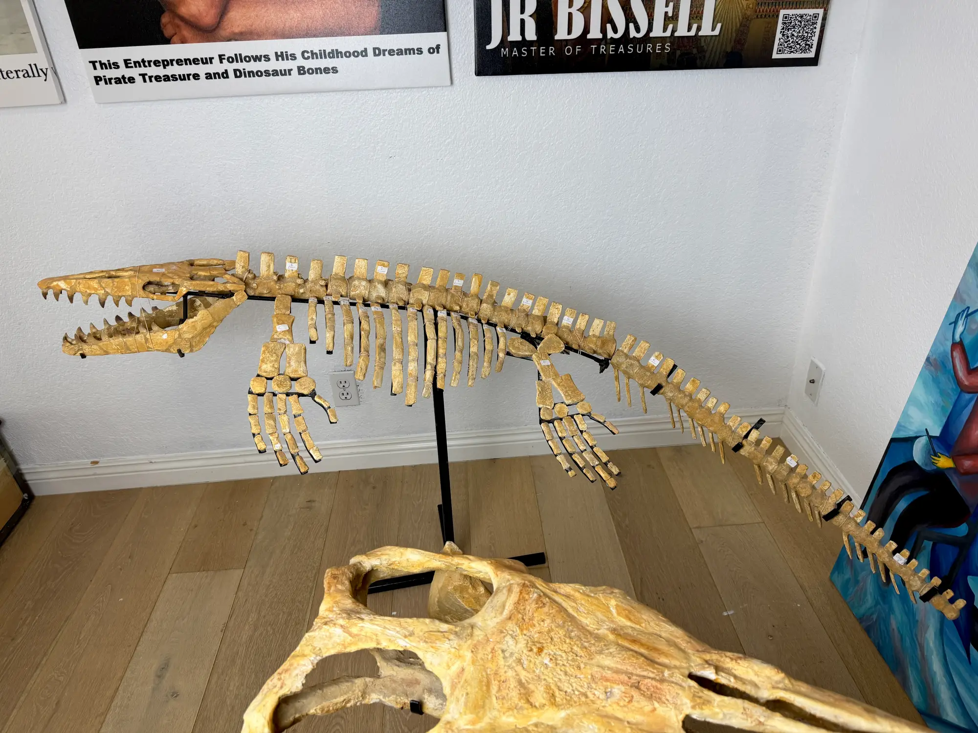 Mosasaur Full Skeleton (Small) Frankenstein Halisaurus Arambourgi Mosasaurus  30