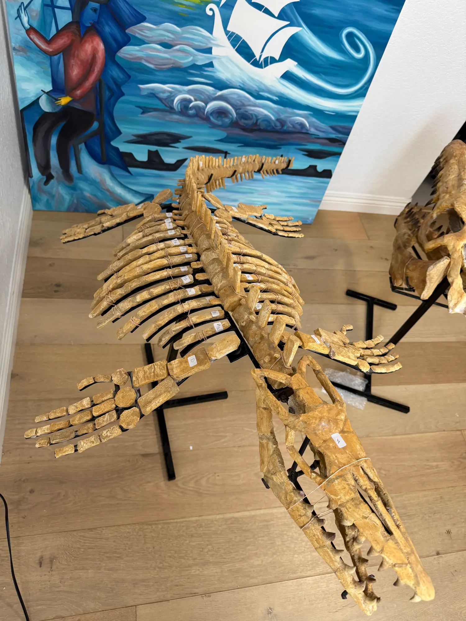 Mosasaur Full Skeleton (Small) Frankenstein Halisaurus Arambourgi Mosasaurus  31