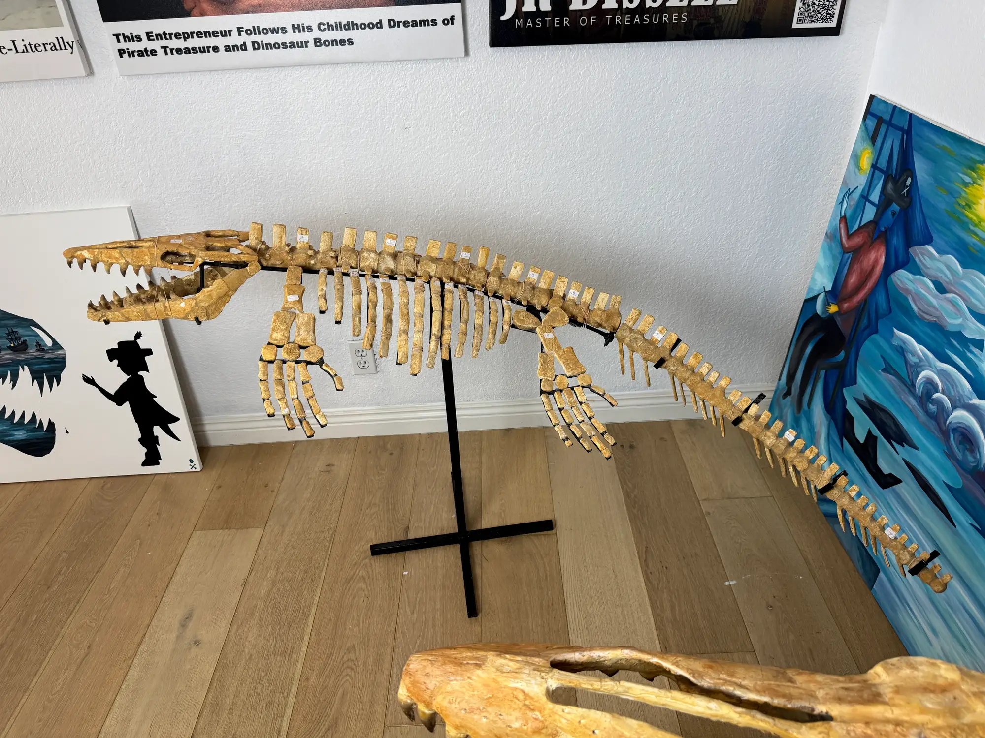 Mosasaur Full Skeleton (Small) Frankenstein Halisaurus Arambourgi Mosasaurus  32
