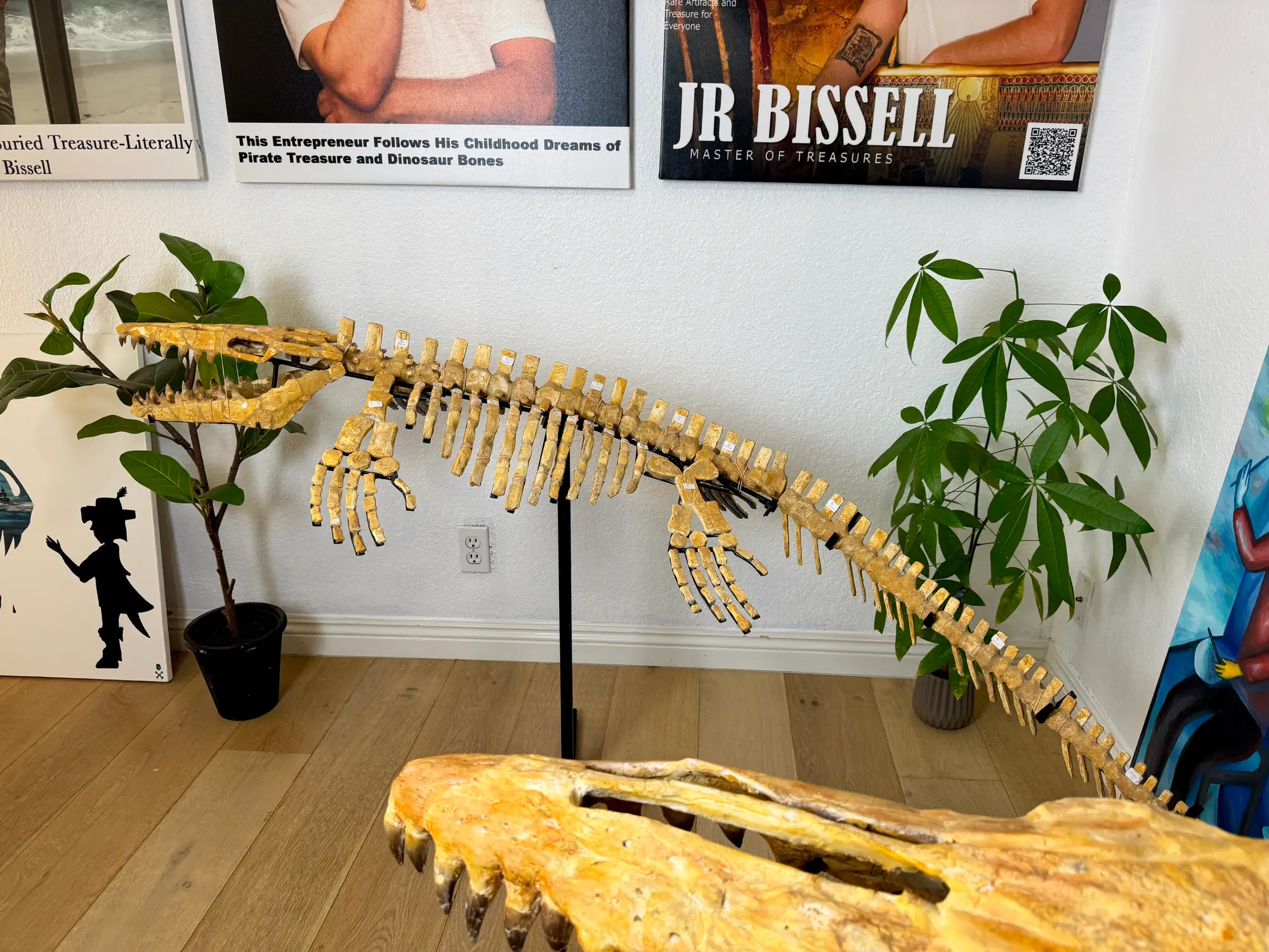 Mosasaur Full Skeleton (Small) Frankenstein Halisaurus Arambourgi Mosasaurus  3