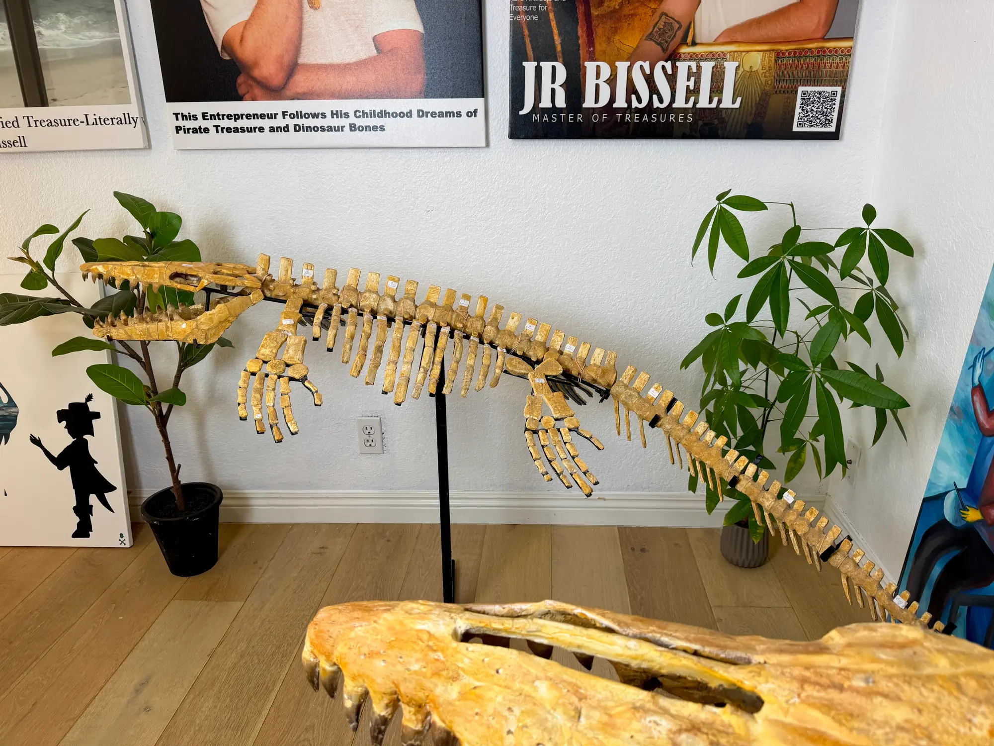 Mosasaur Full Skeleton (Small) Frankenstein Halisaurus Arambourgi Mosasaurus  4