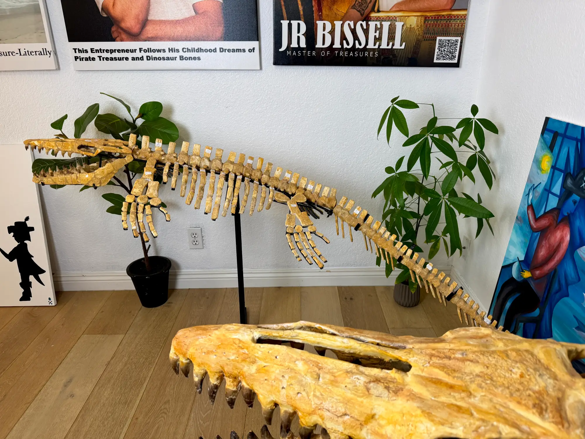 Mosasaur Full Skeleton (Small) Frankenstein Halisaurus Arambourgi Mosasaurus  5