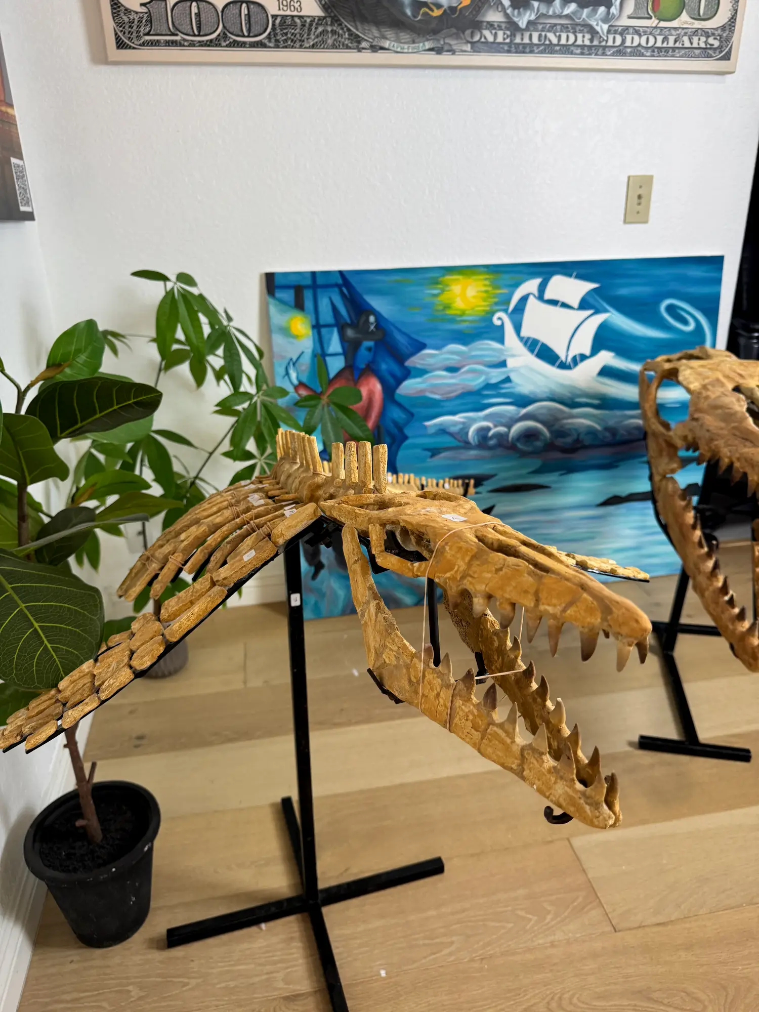 Mosasaur Full Skeleton (Small) Frankenstein Halisaurus Arambourgi Mosasaurus  10