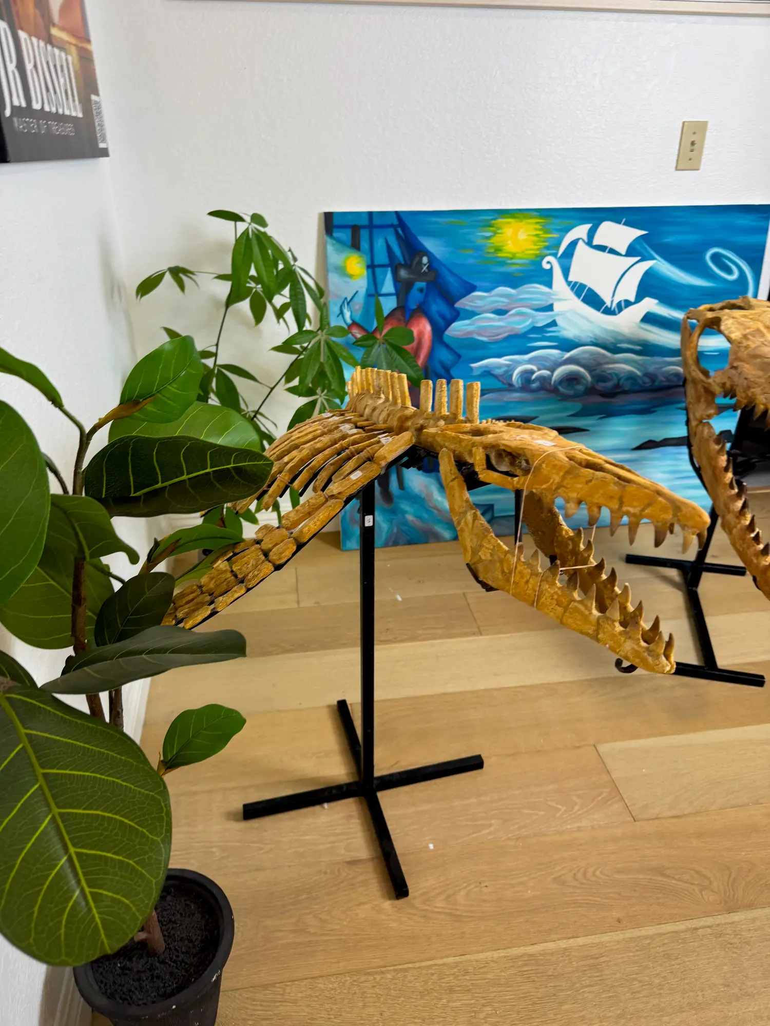 Mosasaur Full Skeleton (Small) Frankenstein Halisaurus Arambourgi Mosasaurus  11