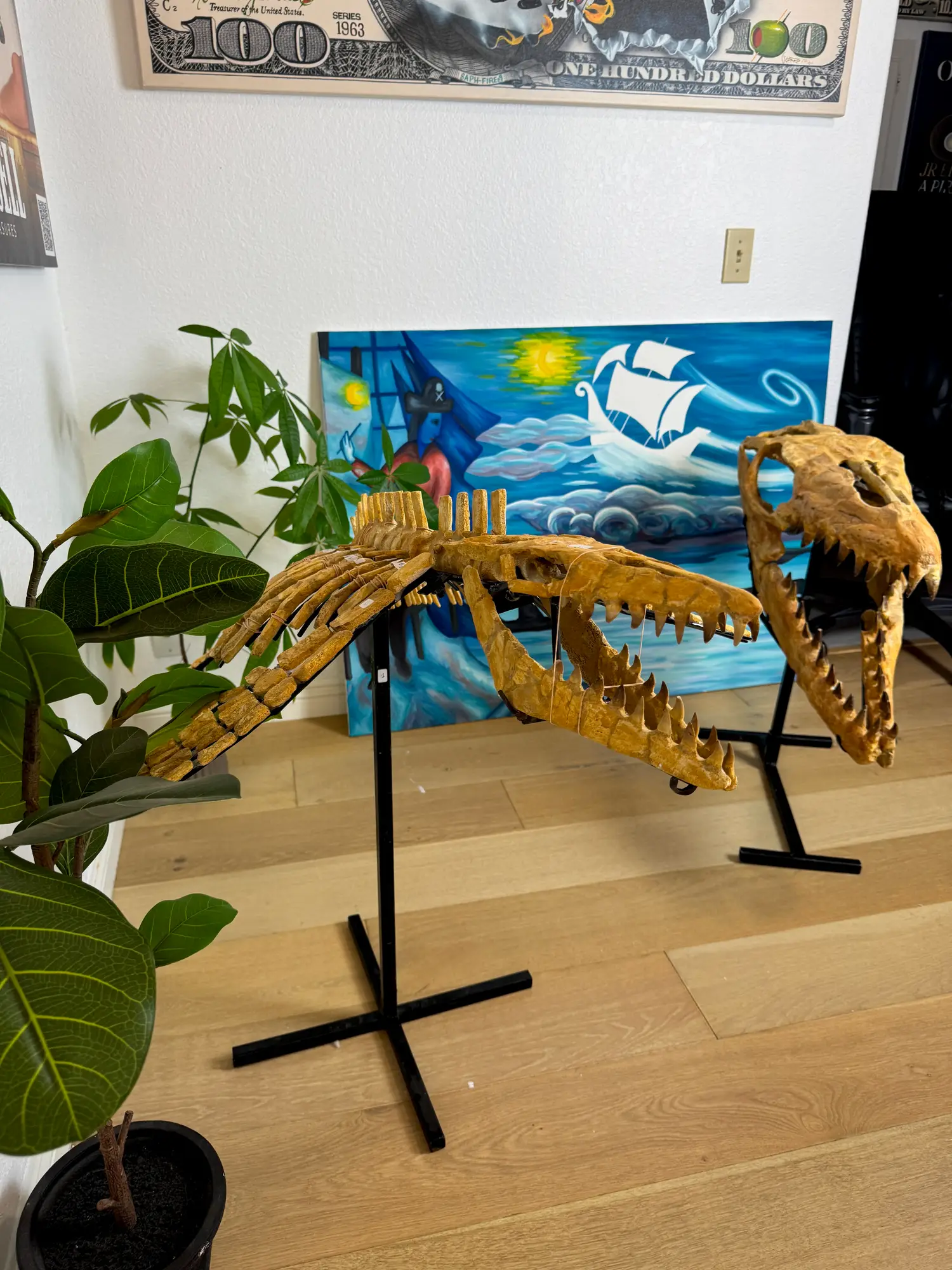 Mosasaur Full Skeleton (Small) Frankenstein Halisaurus Arambourgi Mosasaurus  12