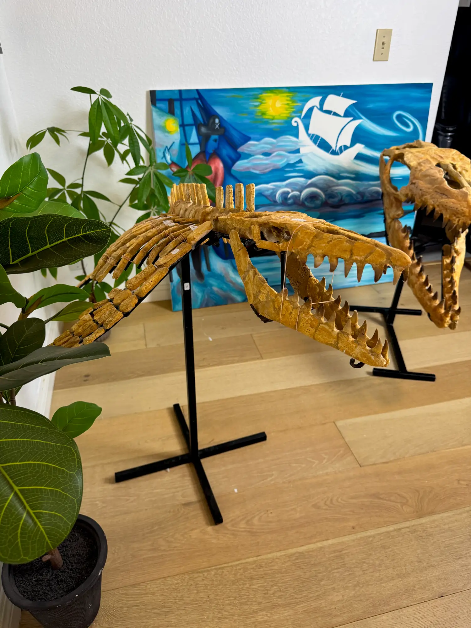 Mosasaur Full Skeleton (Small) Frankenstein Halisaurus Arambourgi Mosasaurus 