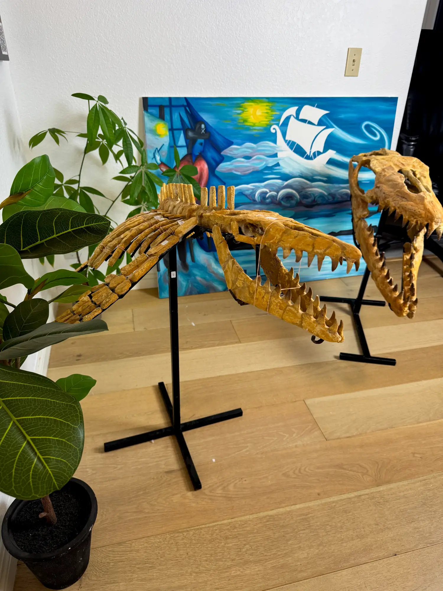 Mosasaur Full Skeleton (Small) Frankenstein Halisaurus Arambourgi Mosasaurus  13