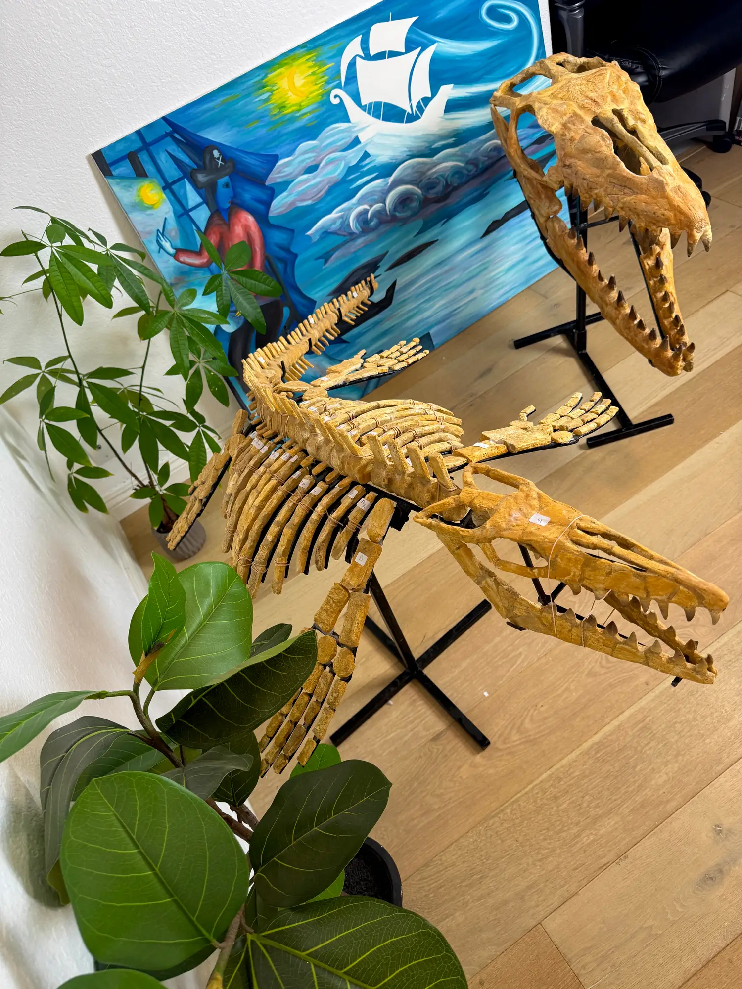 Mosasaur Full Skeleton (Small) Frankenstein Halisaurus Arambourgi Mosasaurus  14