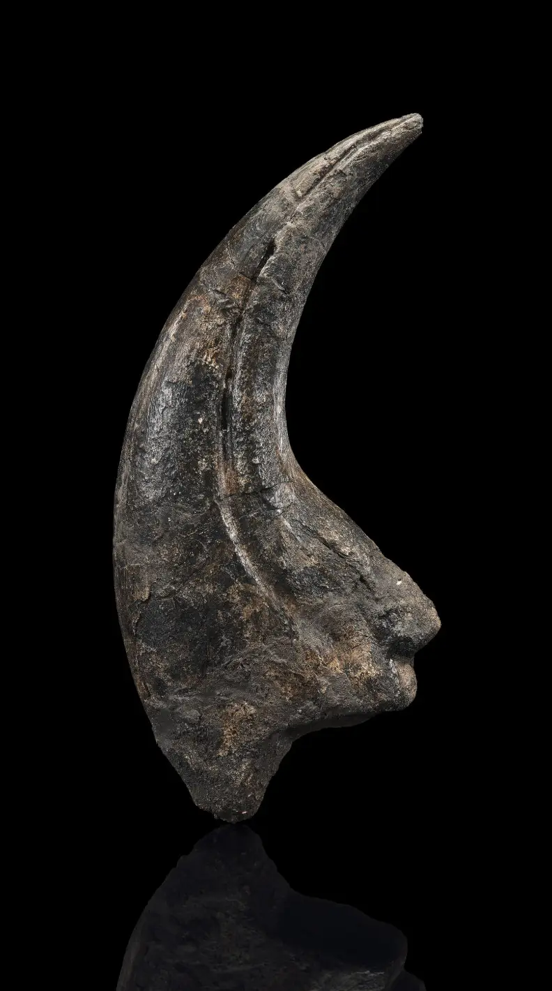 Spinosaurid Dinosaur Claw 9 inches!! Early Cretaceous, Suchomimus tenerensis Fossil 5