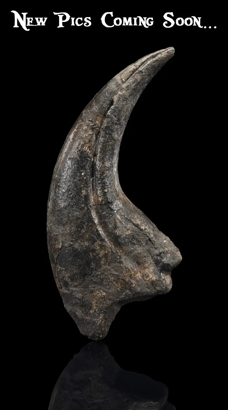 Spinosaurid Dinosaur Claw 9 inches!! Early Cretaceous, Suchomimus tenerensis Fossil 3