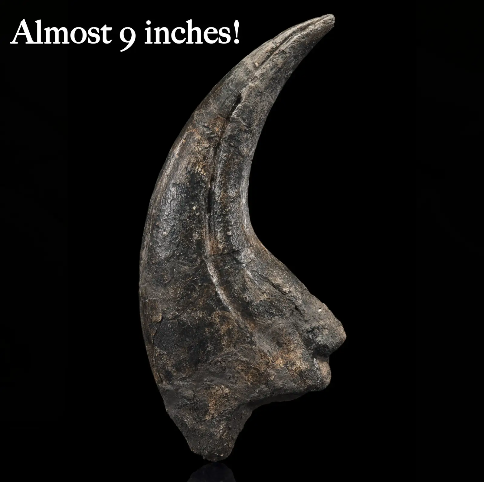 Spinosaurid Dinosaur Claw 9 inches!! Early Cretaceous, Suchomimus tenerensis Fossil 2