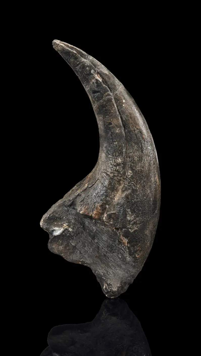 Spinosaurid Dinosaur Claw 9 inches!! Early Cretaceous, Suchomimus tenerensis Fossil 4