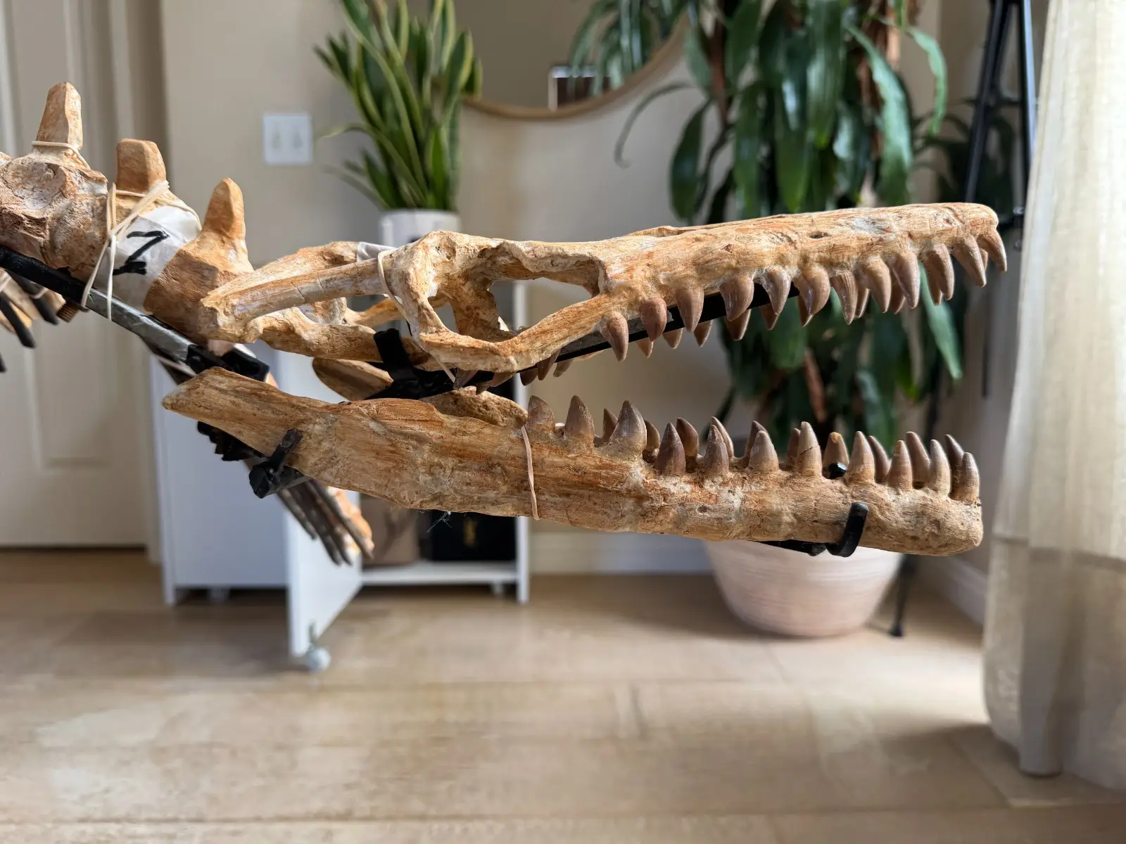 Small Mosasaur Skeleton Arambourgi Mosasaurus  15