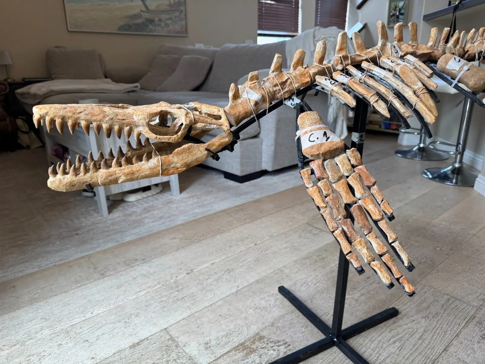 Small Mosasaur Skeleton Arambourgi Mosasaurus  22