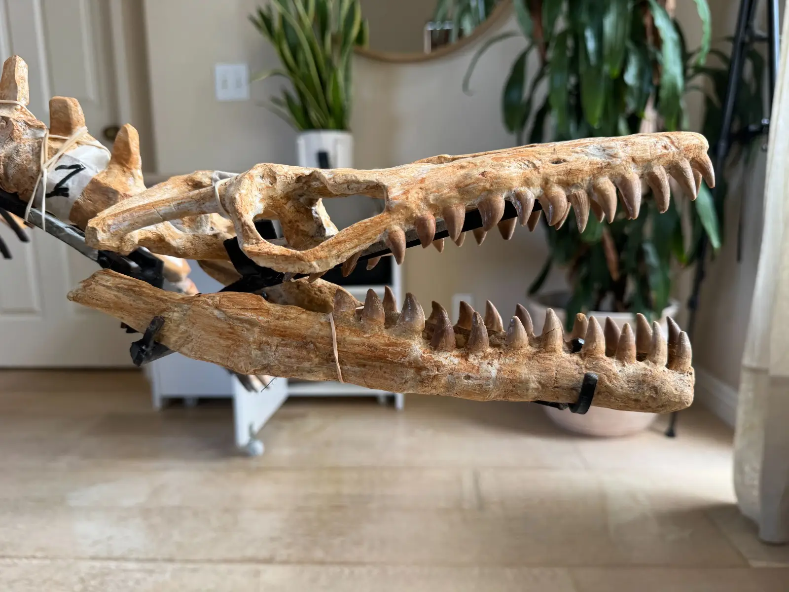 Small Mosasaur Skeleton Arambourgi Mosasaurus  16