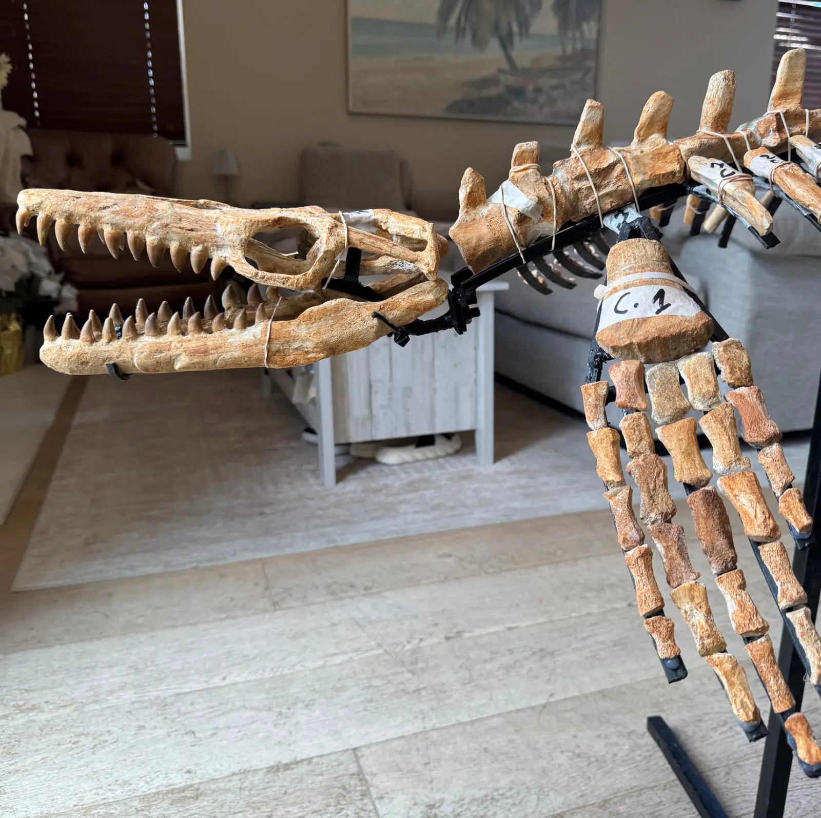 Small Mosasaur Skeleton Arambourgi Mosasaurus  3