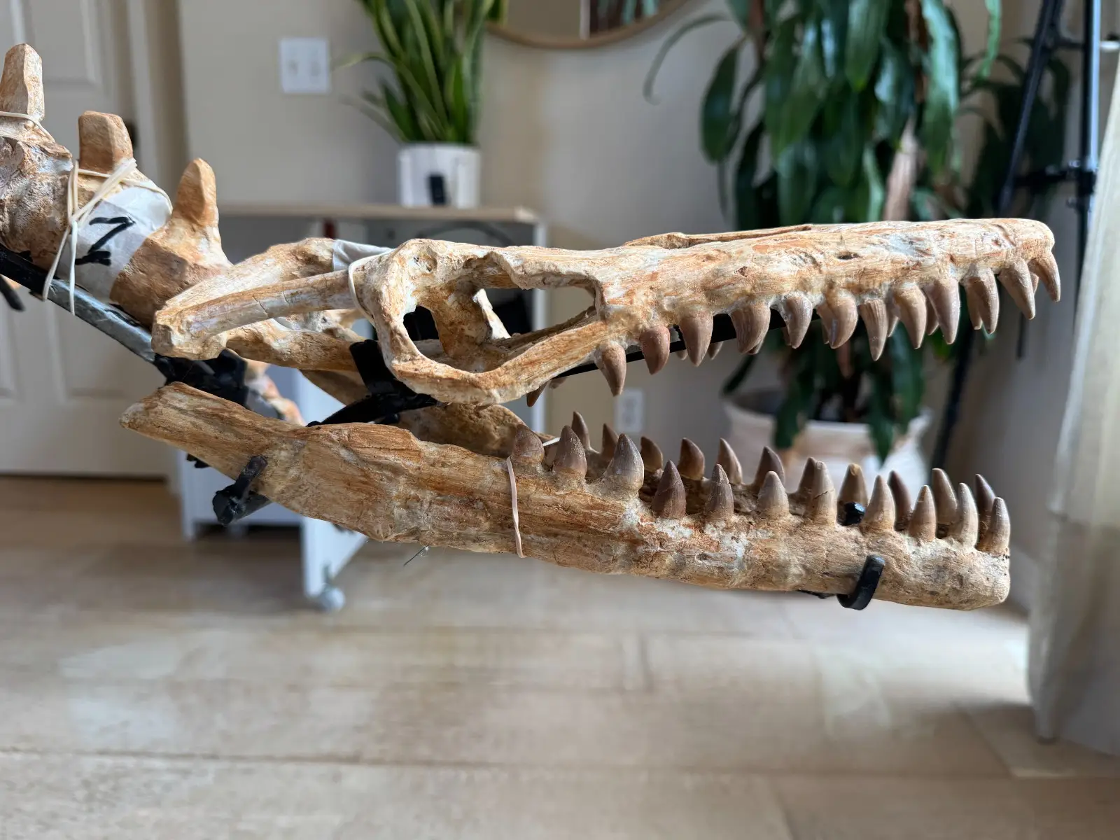 Small Mosasaur Skeleton Arambourgi Mosasaurus  12