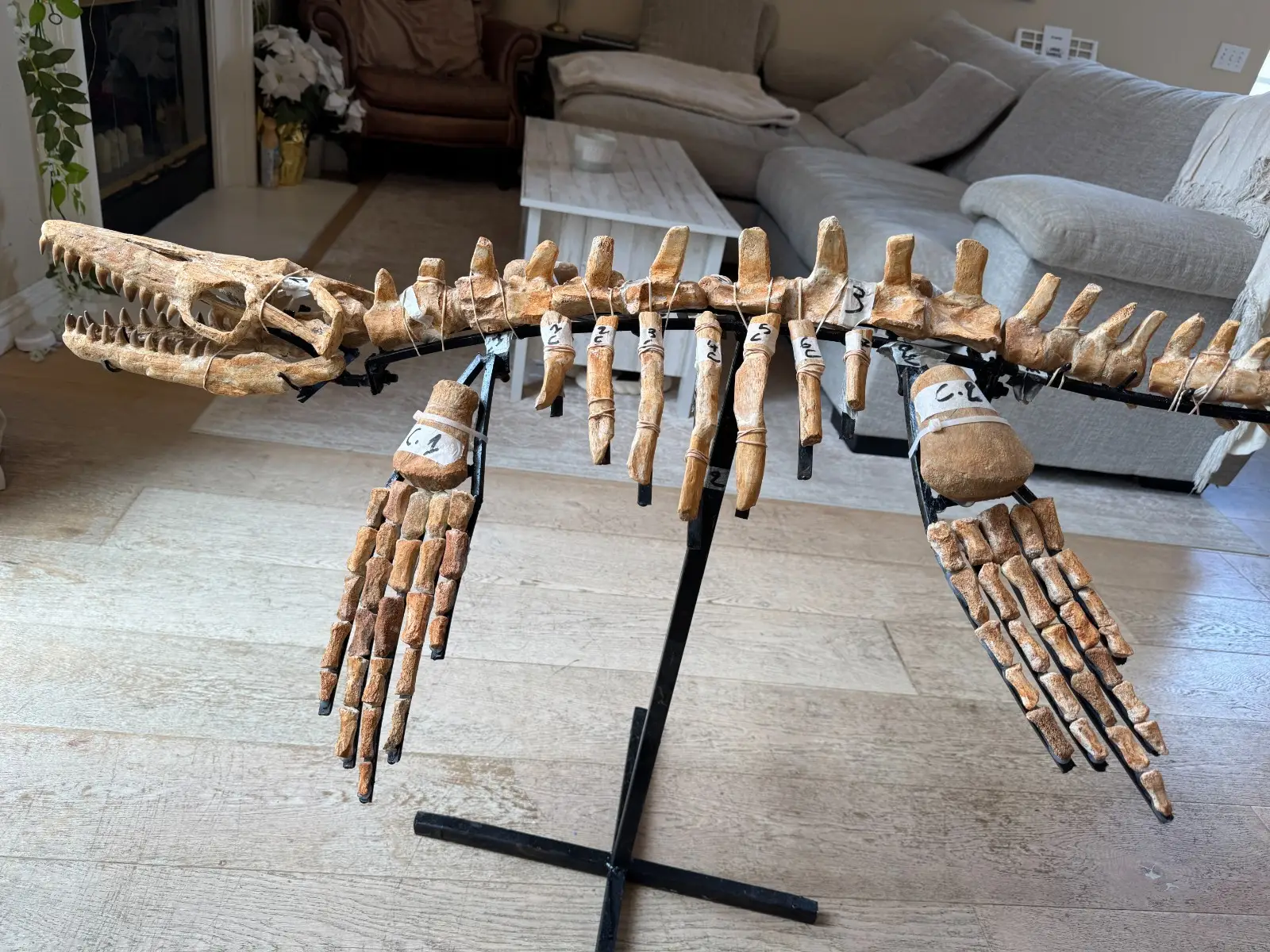 Small Mosasaur Skeleton Arambourgi Mosasaurus  7