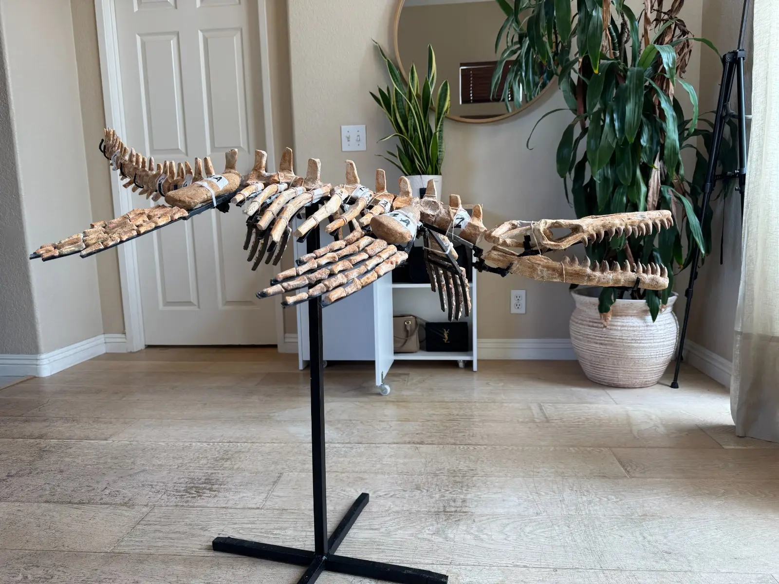Small Mosasaur Skeleton Arambourgi Mosasaurus  14