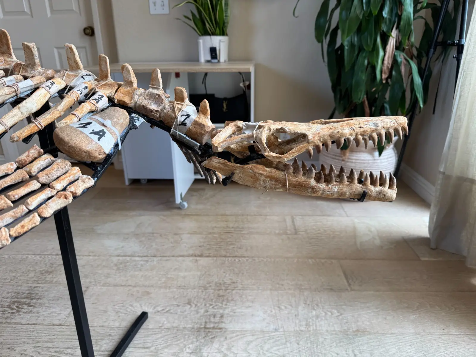 Small Mosasaur Skeleton Arambourgi Mosasaurus  11
