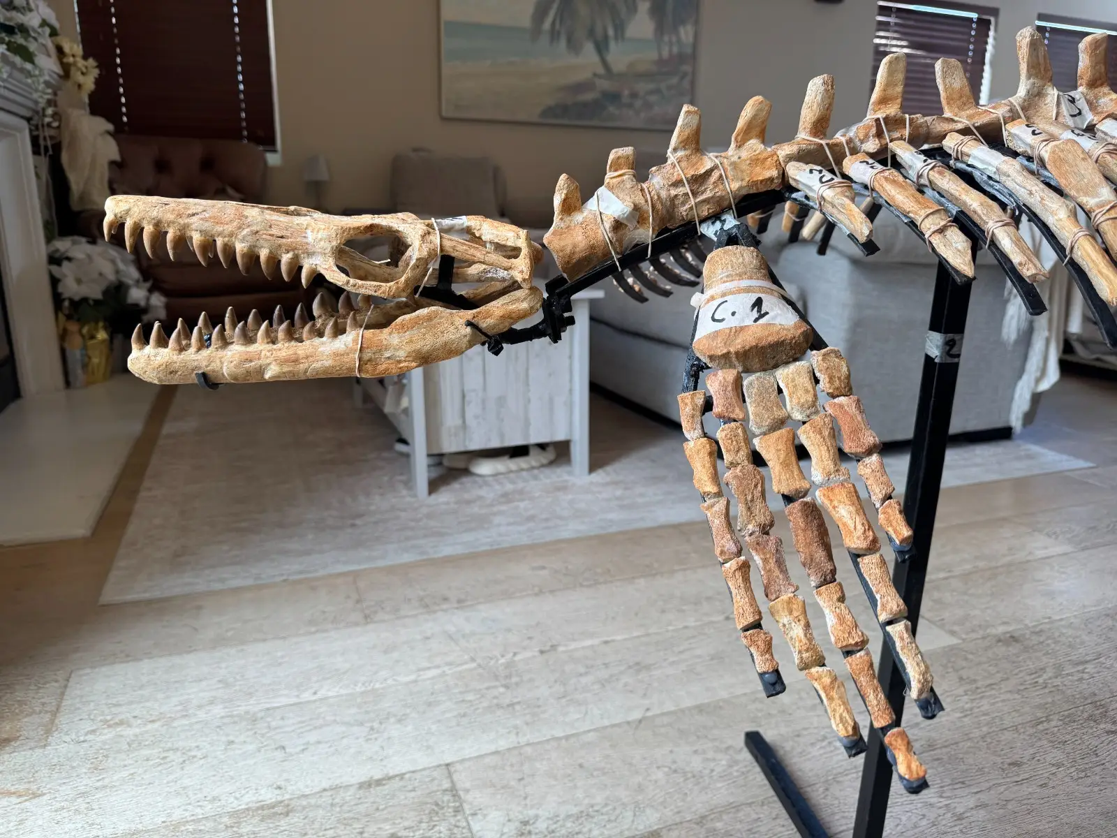 Small Mosasaur Skeleton Arambourgi Mosasaurus  6