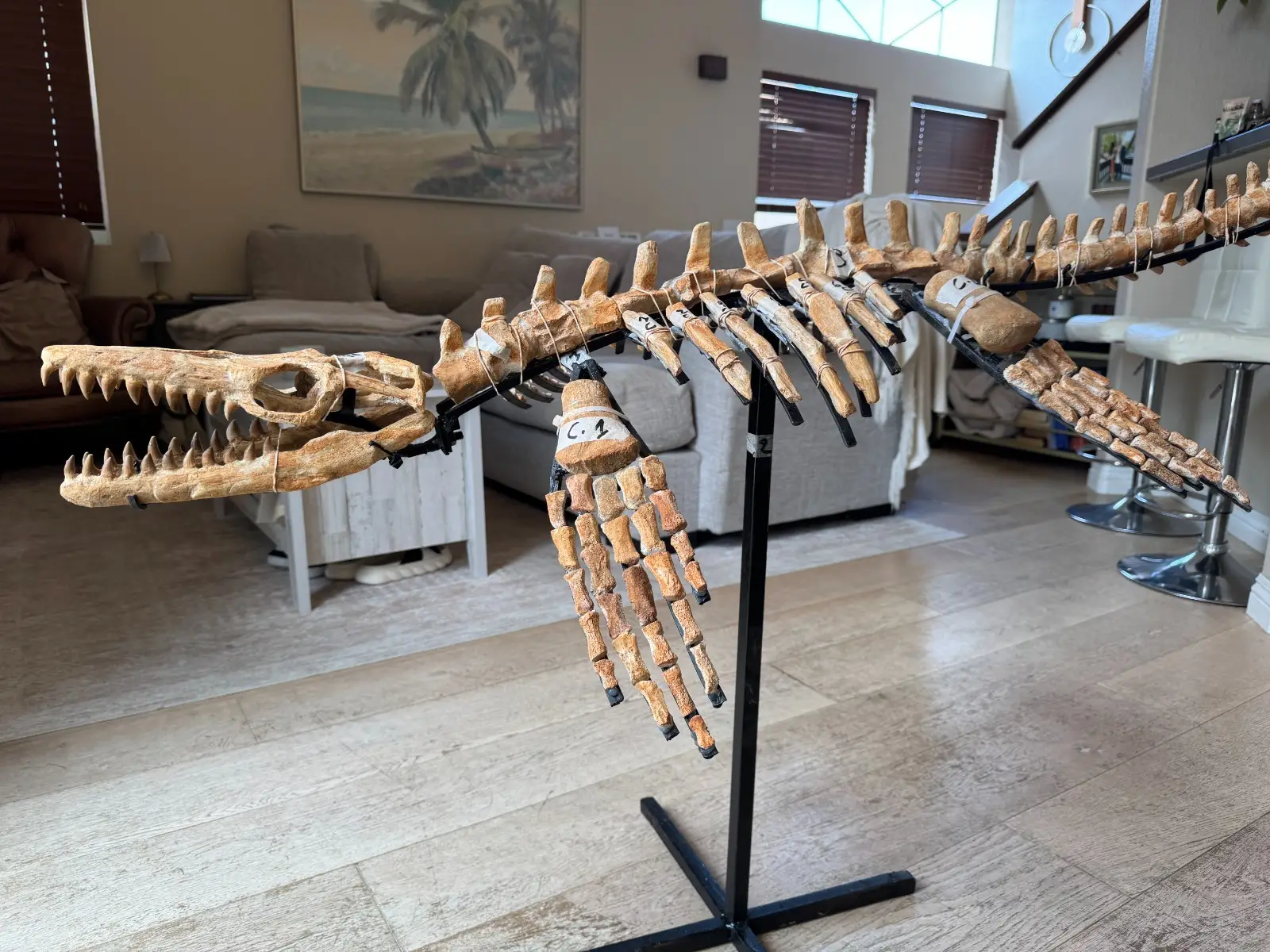 Small Mosasaur Skeleton Arambourgi Mosasaurus  8