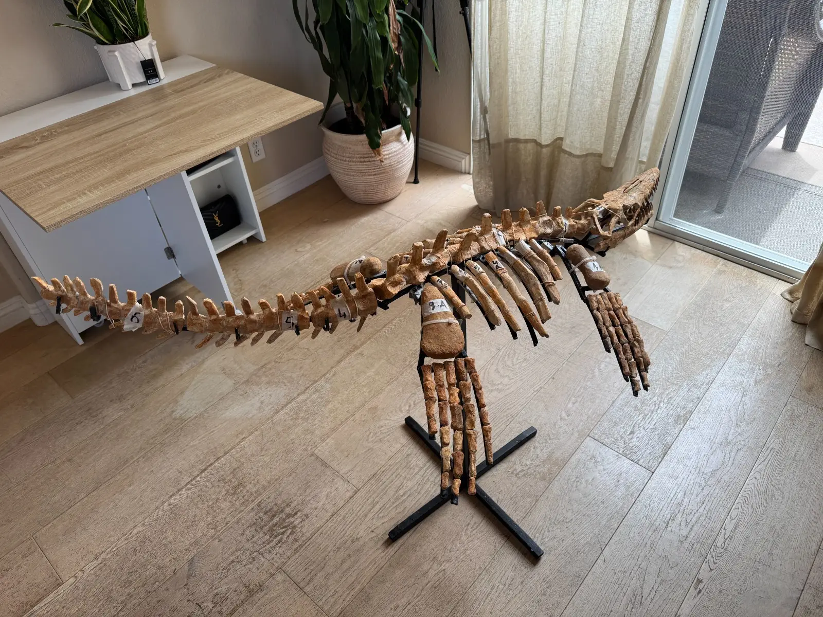 Small Mosasaur Skeleton Arambourgi Mosasaurus  17