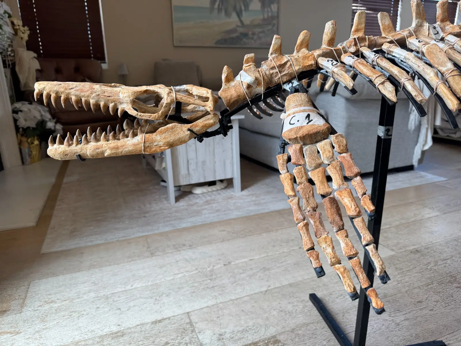 Small Mosasaur Skeleton Arambourgi Mosasaurus  10
