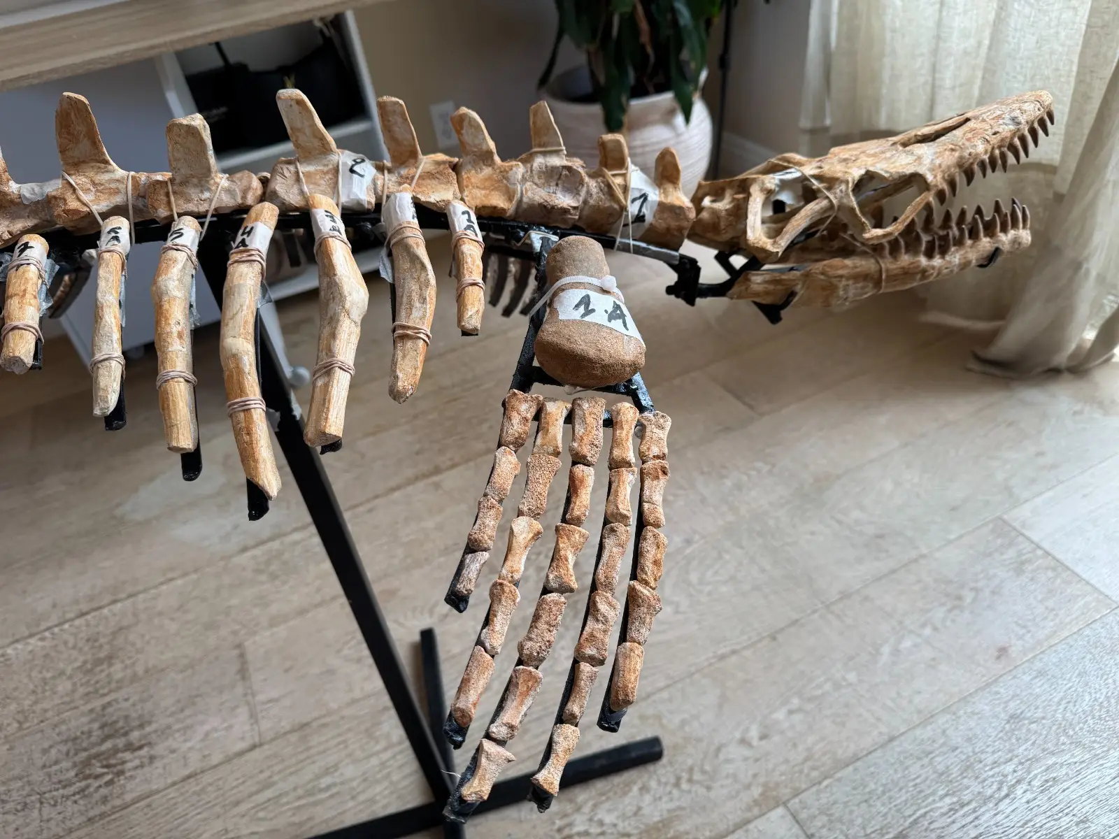 Small Mosasaur Skeleton Arambourgi Mosasaurus  19