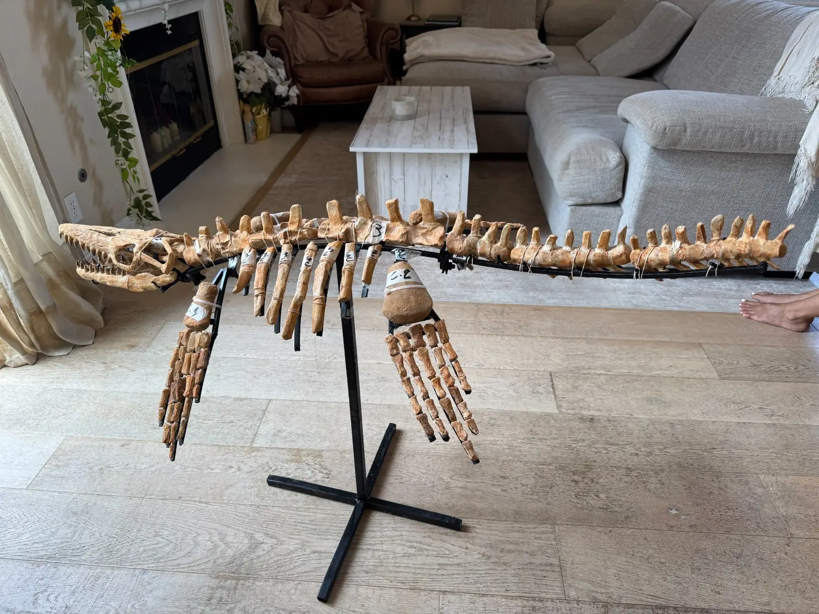 Small Mosasaur Skeleton Arambourgi Mosasaurus  20