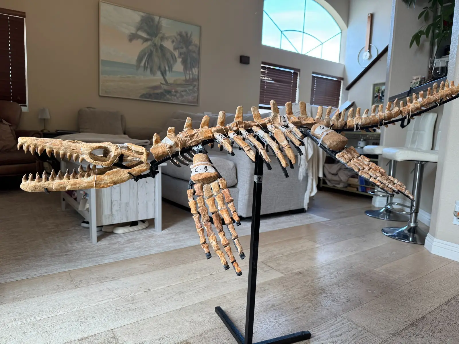 Small Mosasaur Skeleton Arambourgi Mosasaurus  2