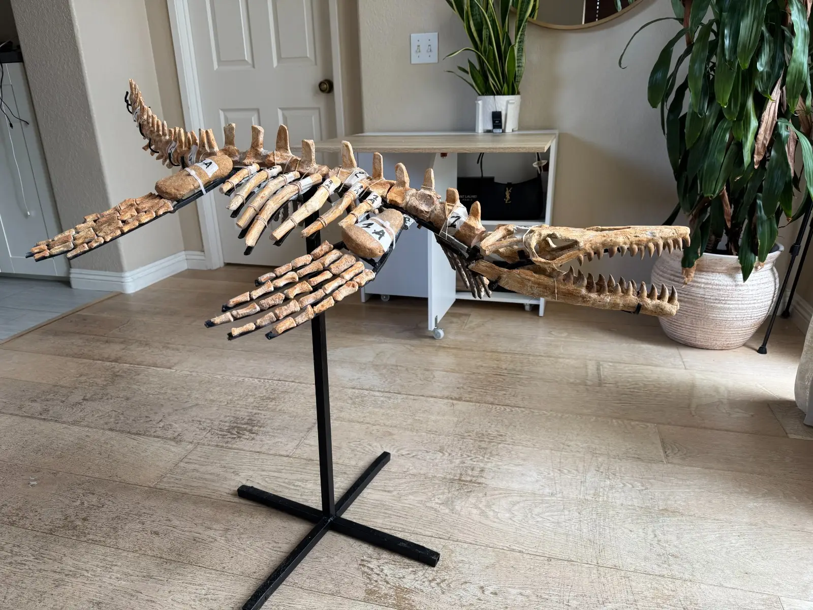 Small Mosasaur Skeleton Arambourgi Mosasaurus  21