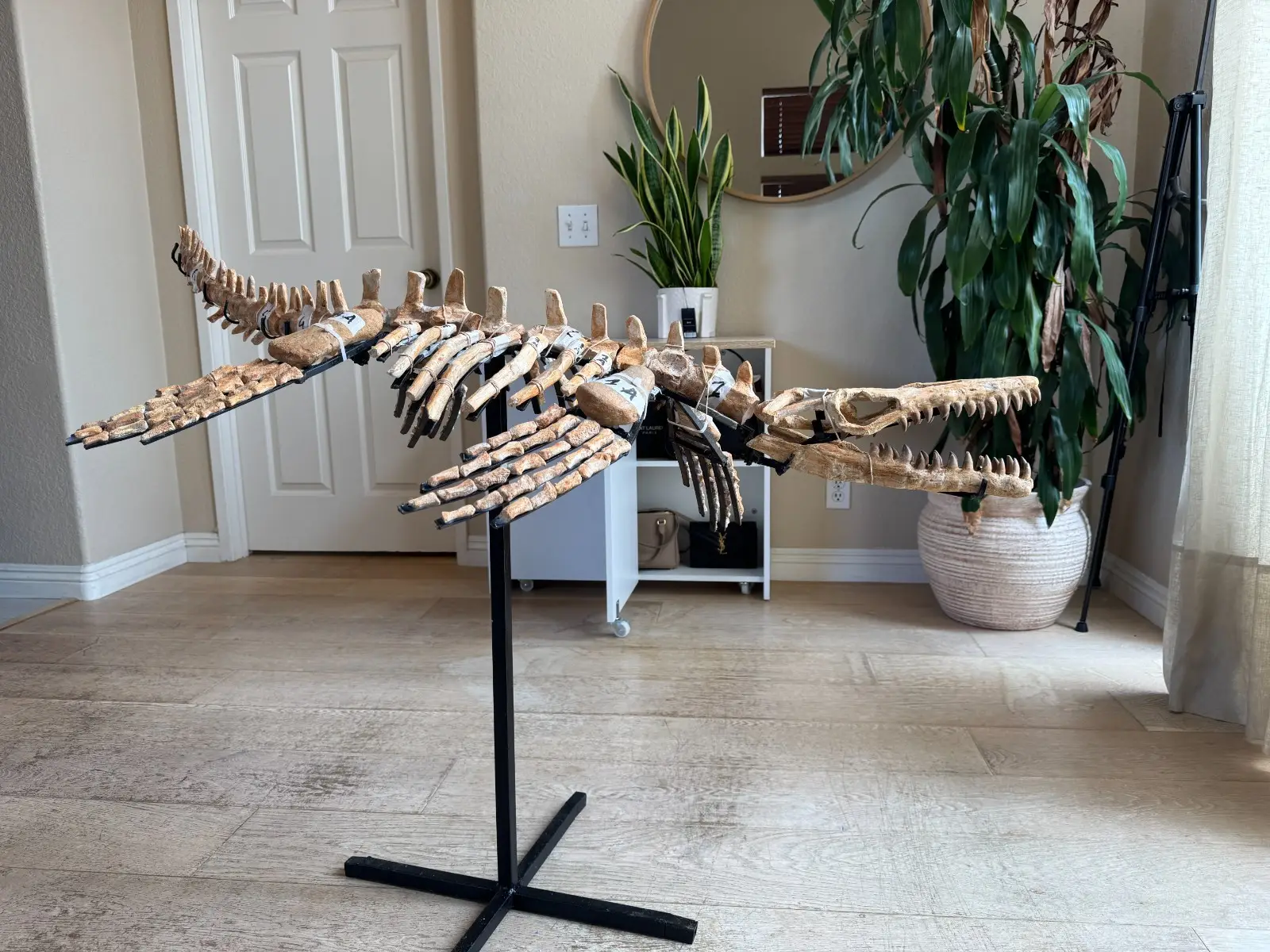 Small Mosasaur Skeleton Arambourgi Mosasaurus  13