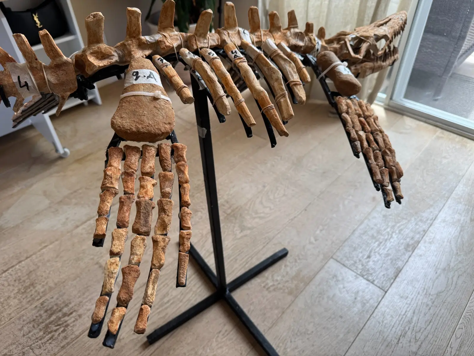 Small Mosasaur Skeleton Arambourgi Mosasaurus  18