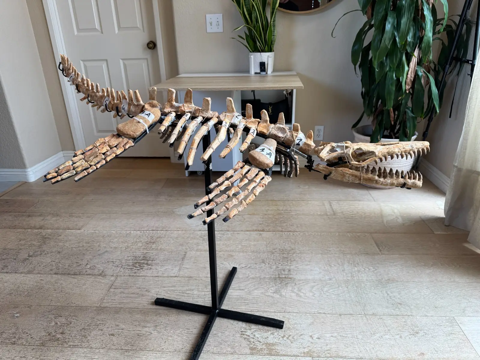 Small Mosasaur Skeleton Arambourgi Mosasaurus  23