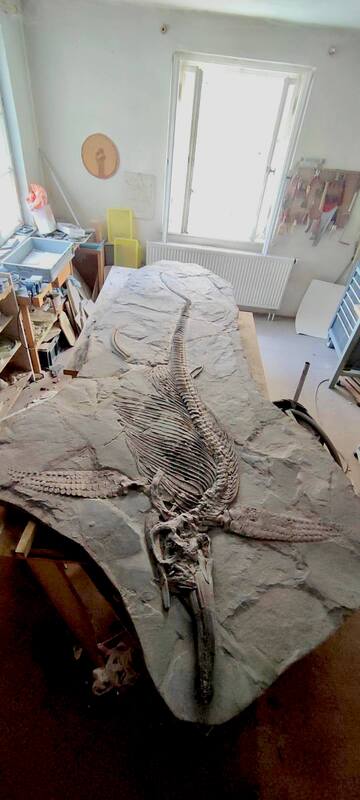 Ichthyosaur Largest so Far, All Original! 6