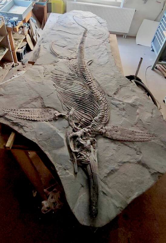 Ichthyosaur Largest so Far, All Original! 7