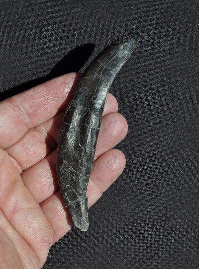 Allosaurus Tooth | Dinosaur Bones 2