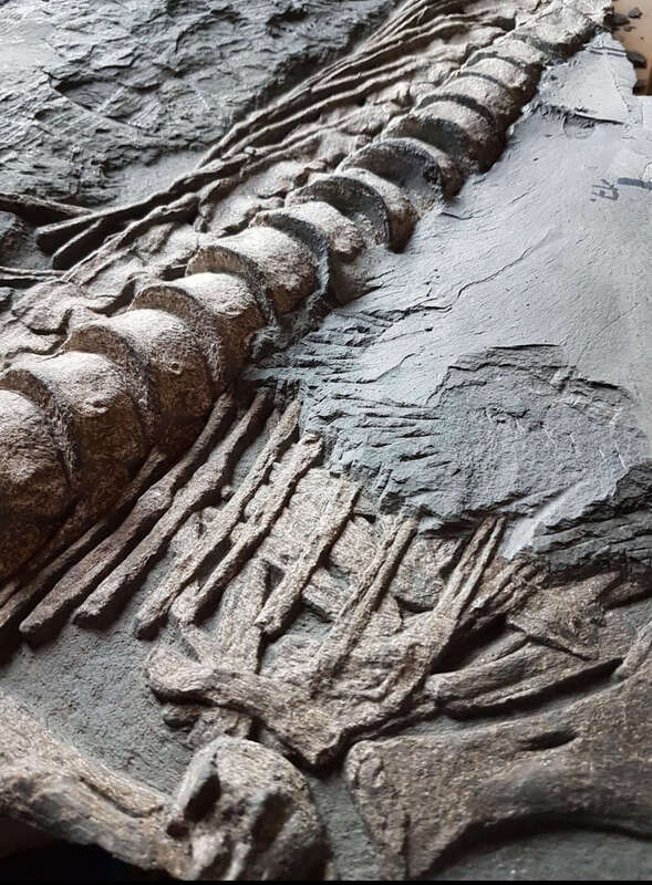 Ichthyosaur Largest so Far, All Original! 2