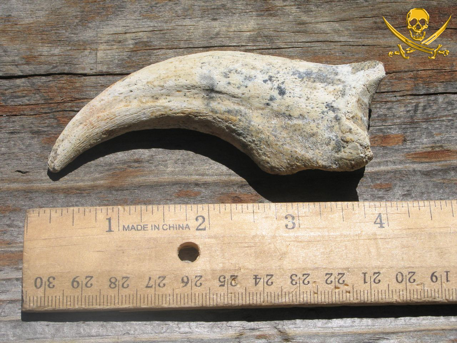 Spinosaurus Claw | Dinosaur Bones