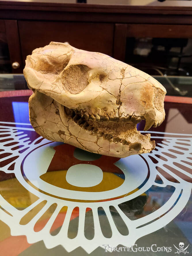 Oreodont Skulls | Dinosaur Bones 2