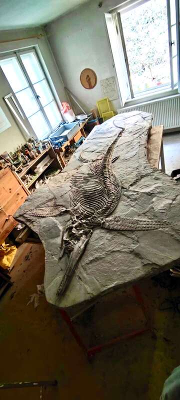 Ichthyosaur Largest so Far, All Original! 8