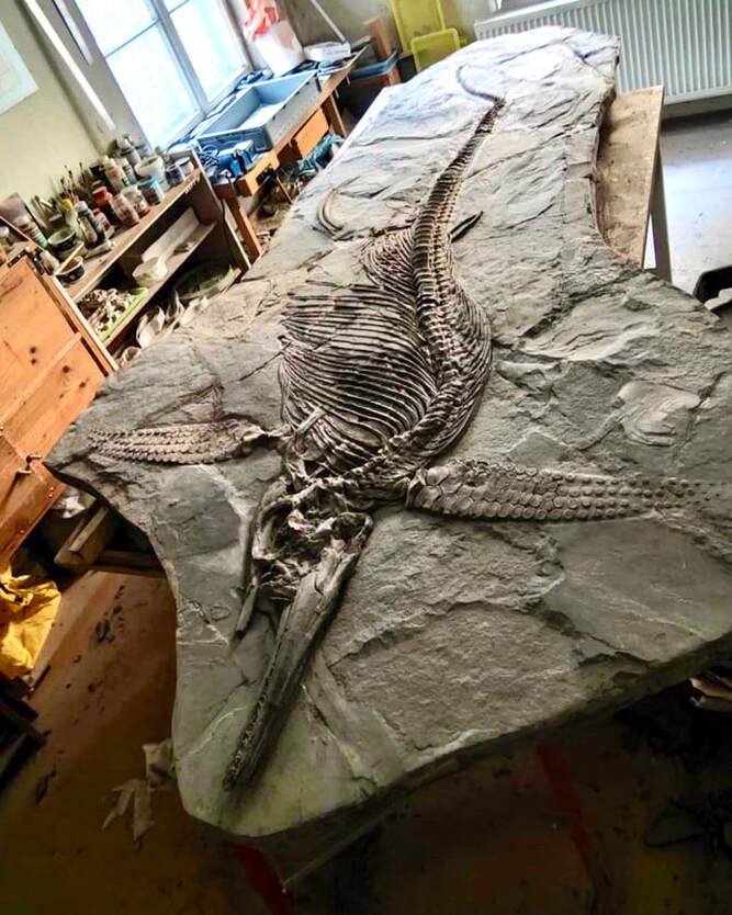 Ichthyosaur Largest so Far, All Original!