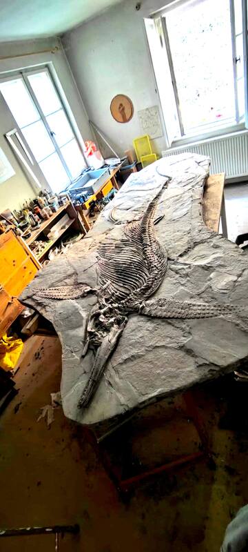 Ichthyosaur Largest so Far, All Original! 9